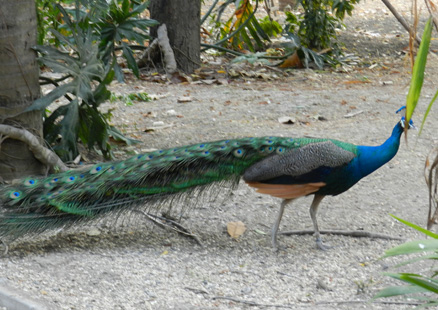 pavo-saiananda hotel hospedaje manabi